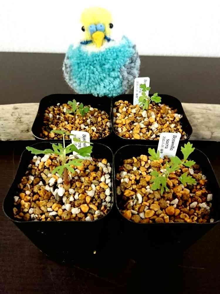 ボスウェリア サクラの一覧|🍀GreenSnap(グリーンスナップ) ボスウェリア サクラの一覧|🍀GreenSnap(グリーンスナップ)