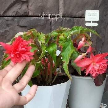 ベゴニア べレコニア 八重咲き Proven Winners Pw ガーデニング 園芸 花苗 低木 多肉植物 花 植物