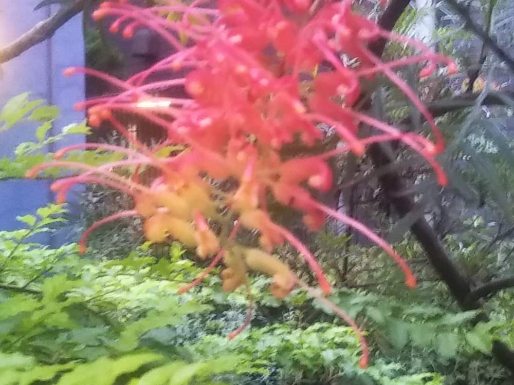 グレヴィレアの投稿画像 By たけやぶやけたさん 月7月16日 Greensnap グリーンスナップ