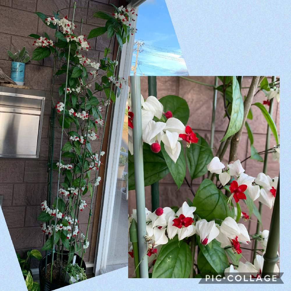 源平カズラの投稿画像 By キムチさん 山形と開花と可愛い と小さな幸せ と綺麗 とモコモコにとイキイキ と植中毒と花のある暮らしと二女さんと玄関と山形と開花と可愛い と小さな幸せ と綺麗 とモコモコにとイキイキ と植中毒と花のある暮らし 月7