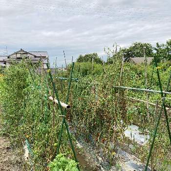 ルネッサンス(トマト)の画像 by dp106さん | 畑と世界一トマトと大型福寿とマーマンドとルネッサンス(トマト)と家庭菜園