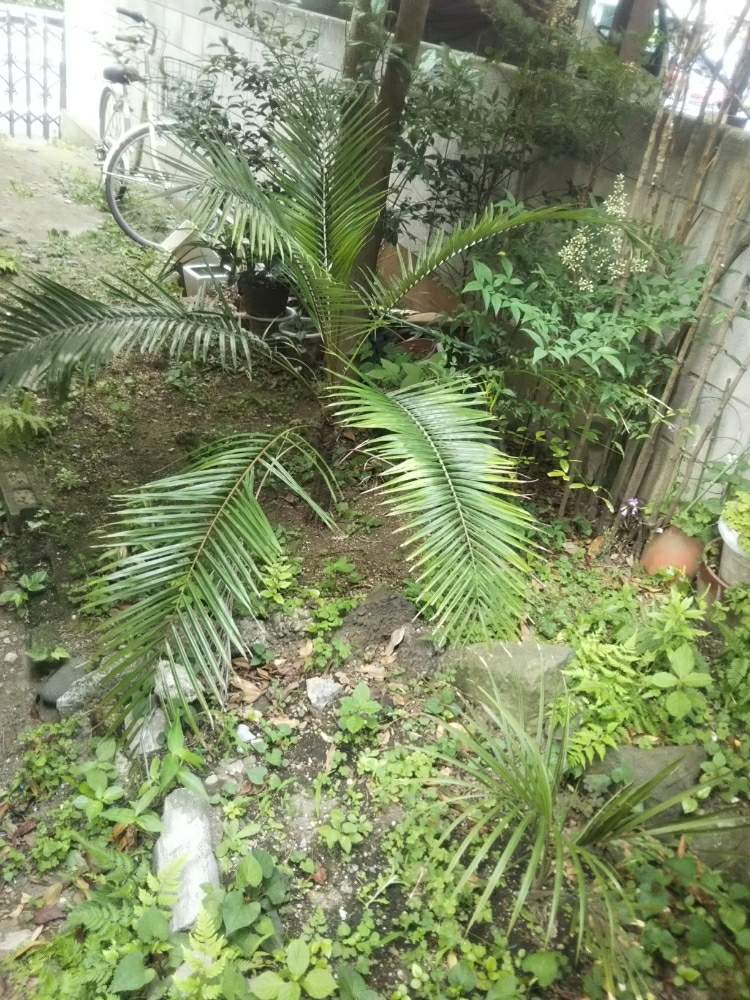 地植えのヤシ紹介 年版 Greensnap グリーンスナップ