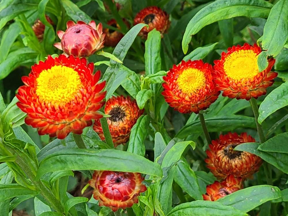 ムギワラギクの投稿画像 By けいこさん 花のある暮らしと母の庭 月7月16日 Greensnap グリーンスナップ