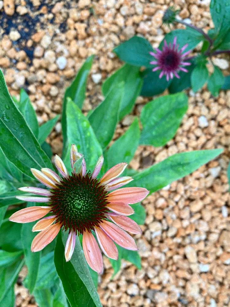 エキナセアの投稿画像 By Rayさん エキナセア ピンクパールとエキナセア ブラックベリートリュフとマイガーデンとピンクの花とエキナセア と夏の植物 月7月16日 Greensnap グリーンスナップ
