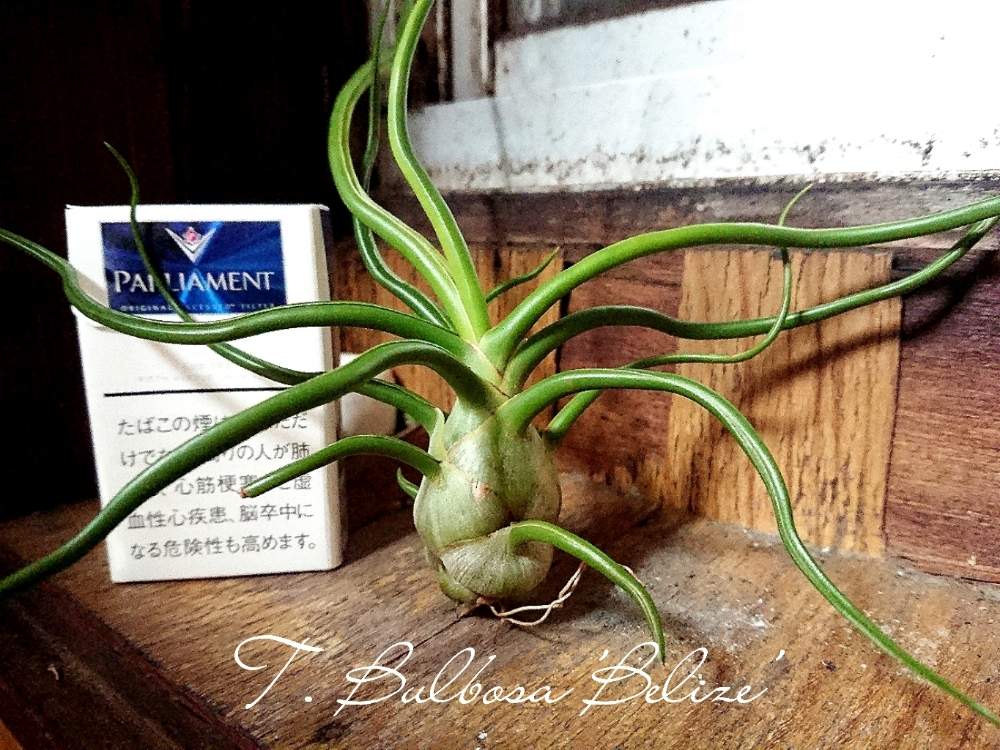チランジア ブルボーサ ベリーズ の投稿画像 By ねくさん 窓辺とエアプランツ チランジアとデカチラ友の会とチランジア属と室内ジャングル化と珍奇植物とインテリアプランツとデカチラ友の会広報とエアプランツとビザールプランツとインテリアグリーンとデカチラ普及