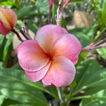 素朴な可愛さの画像 by うさぎさん | お出かけ先とみんなの幸せ願うと南国の花と癒しと素朴な可愛さとハワイの花と花のある暮らし
