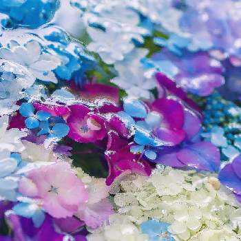 ふんわり水色の画像 by まーこさん | お出かけ先と紫陽花とガクアジサイとあじさい 白とお写ん歩とふんわり水色と倶利伽羅不動尊とピンク❤︎ピンクと美しい♡とpurpleと冷やし紫陽花と気品溢れる美しさと風鈴と水滴と可愛いとブルーの花とお散歩と梅雨の晴れ間と優しい色