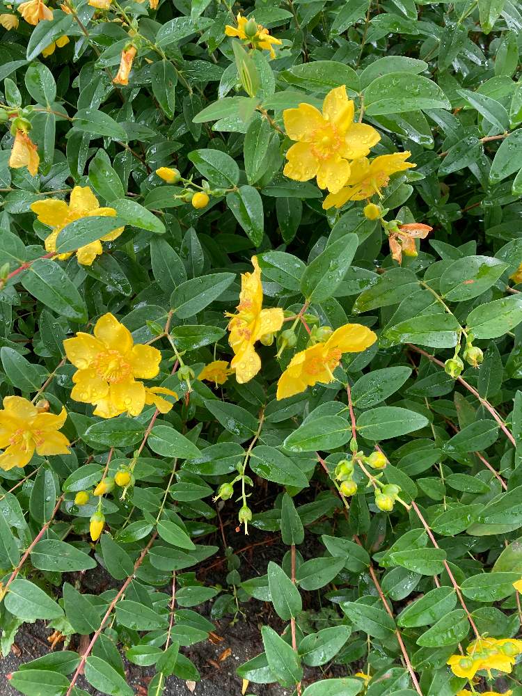 タイリンキンシバイ ヒペリカム ヒドコート の投稿画像 By U10さん 月7月17日 Greensnap グリーンスナップ