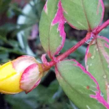 ヒペリカムトリカラー の投稿画像一覧 Greensnap グリーンスナップ