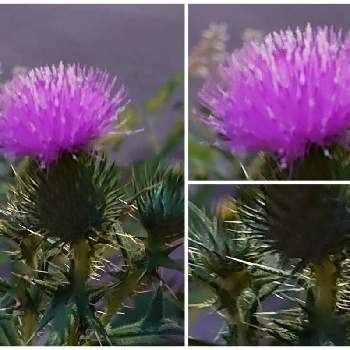 道路脇に咲く花の投稿画像一覧 Greensnap グリーンスナップ