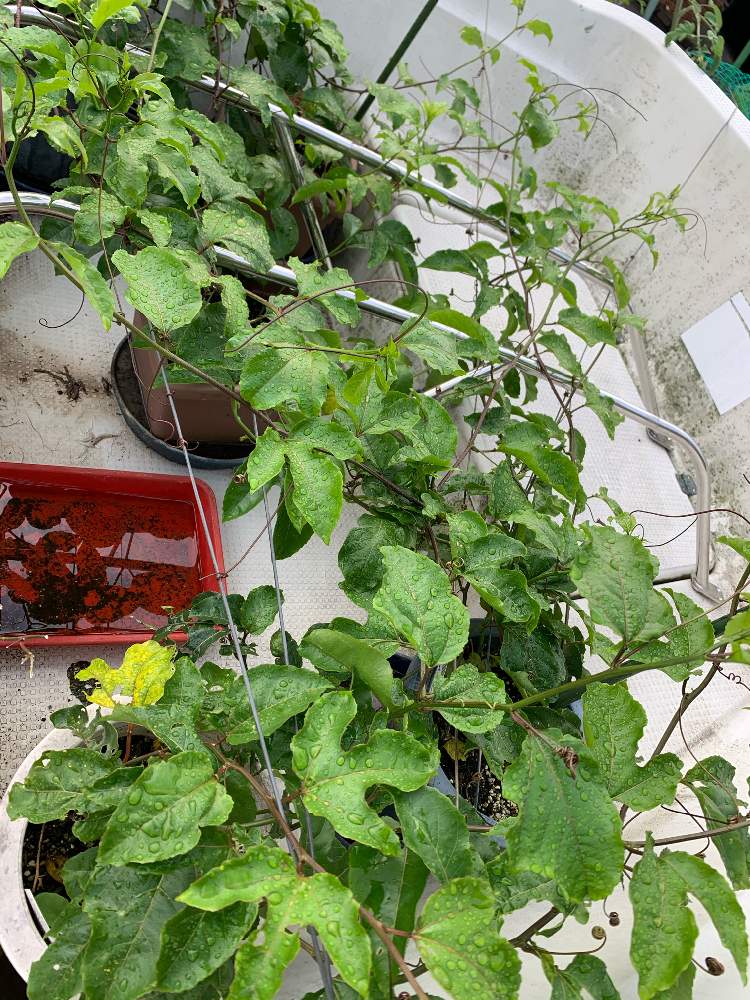 パッションフルーツの投稿画像 By かずさん 素敵な薔薇のある暮らしとロザリアン と癒しとおうち園芸と鉢植え とお花大好き と船の上栽培と花のある暮らし 月7月17日 Greensnap グリーンスナップ