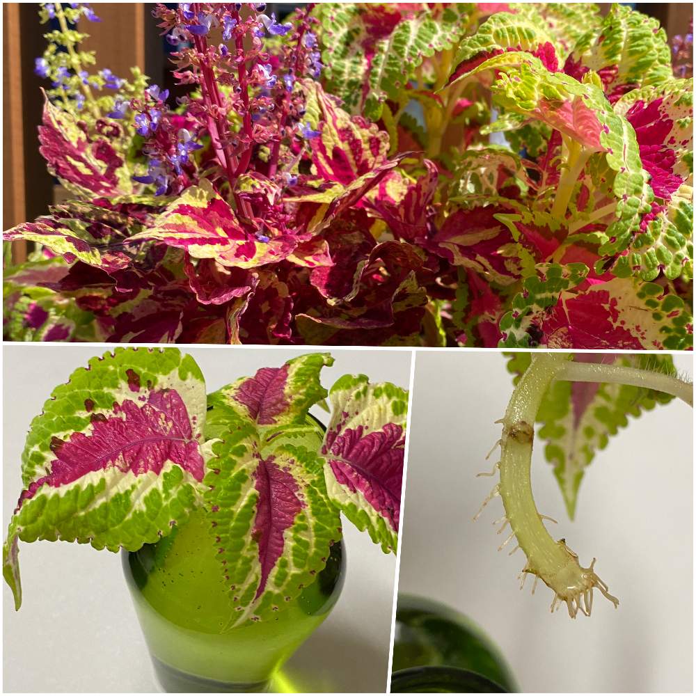 コリウスの投稿画像 By のりさん カラーリーフと水挿しとおうち園芸と明るい色と鉢植え 月7月17日 Greensnap グリーンスナップ