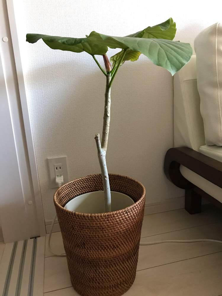 ウンベラータの投稿画像 By メリーさん おうち園芸と観葉植物と成長記録とハートの葉っぱ と葉っぱがはーととインテリアグリーンとウンベラータ曲げ木と可愛いと新芽 月7月17日 Greensnap グリーンスナップ