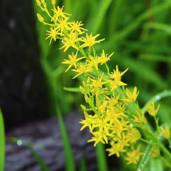 梅雨の風景の投稿画像一覧 Greensnap グリーンスナップ