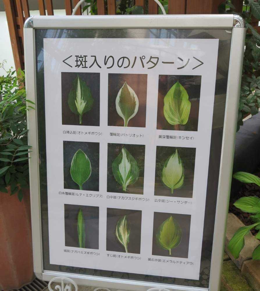 安城デンパーク ホスタ ギボウシ 葉がメイン 展 Greensnap グリーンスナップ