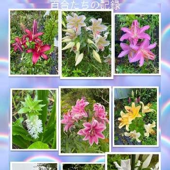 美しい花園の画像 by ひみつのアッコちゃんさん | 鬼百合とカサブランカとパイナップルリリーと山百合とオリエンタルリリーと我が家の花畑と大きな花と可愛い花と美しい花と美しい花園と花のある暮らし