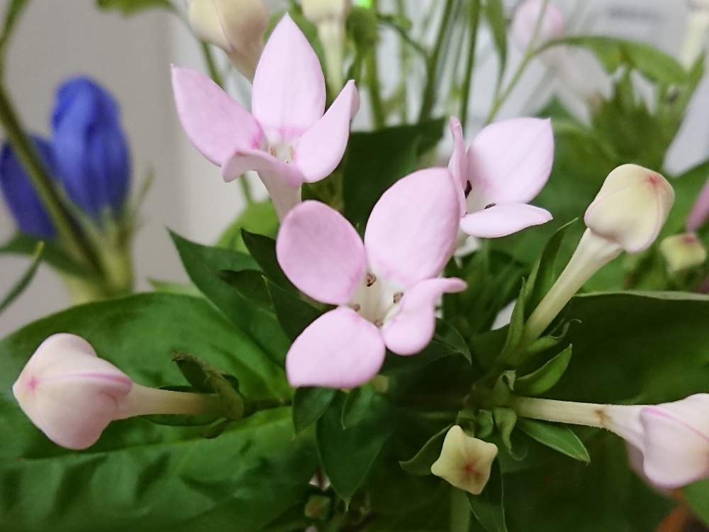 ブバルディアの投稿画像 By 蘭さん 月7月17日 Greensnap グリーンスナップ