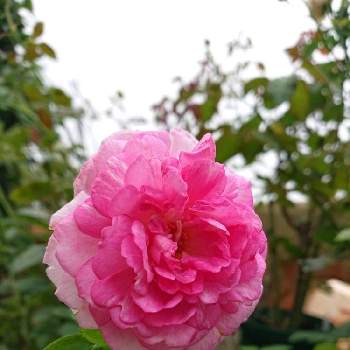 薔薇ジャスミーナの画像 by ＹＵＭＩＫＯさん | 小さな庭と私の癒し♡と薔薇愛同盟と花が好き❤とおうち園芸とお花に癒されてと植中毒と薔薇が好き❤と薔薇ジャスミーナと花のある暮らしとかわいいな♡といい色♡