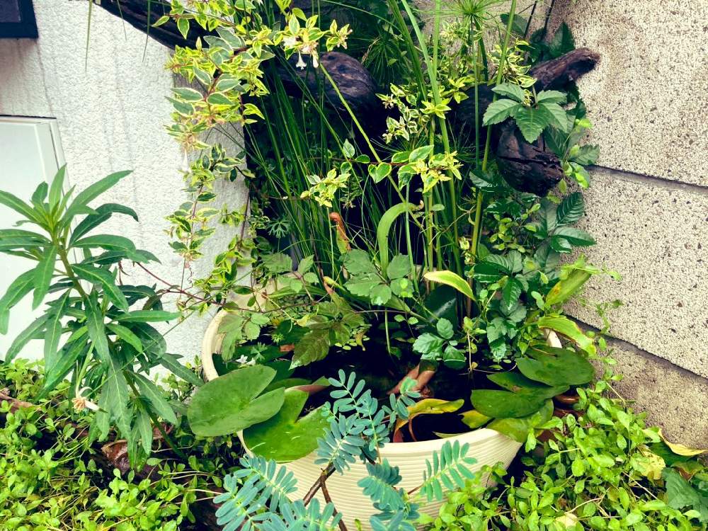 抽水植物の投稿画像 By Snklabさん ハス科とテラリウムとビオトープとパルダリウムと流木とサラセニアと水草 月7月17日 Greensnap グリーンスナップ