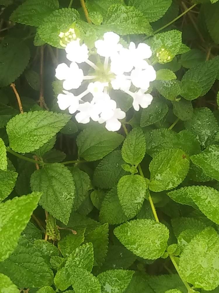 コバノランタナ 白 の投稿画像 By たけやぶやけたさん 月7月17日 Greensnap グリーンスナップ