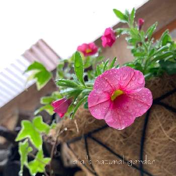 花と雨の画像 by aiaiさん | 広い庭とアイビー❇︎とペチュニアとカリブラコア  と寄せ植えとおうち園芸とカリブラコア♡とお庭の花たちと癒されます♥と花のある暮らしと花と雨とハンギング・バスケットとiPhone撮影