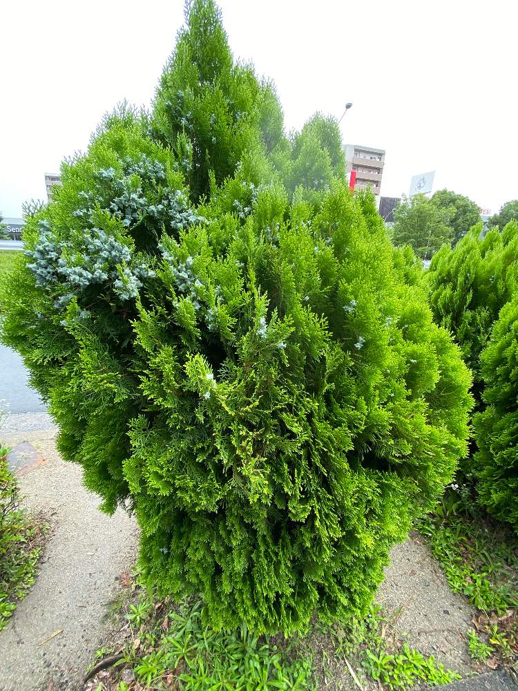 ヒバ の木の投稿画像 By ほのかさん 月7月17日 Greensnap グリーンスナップ Greensnap グリーンスナップ