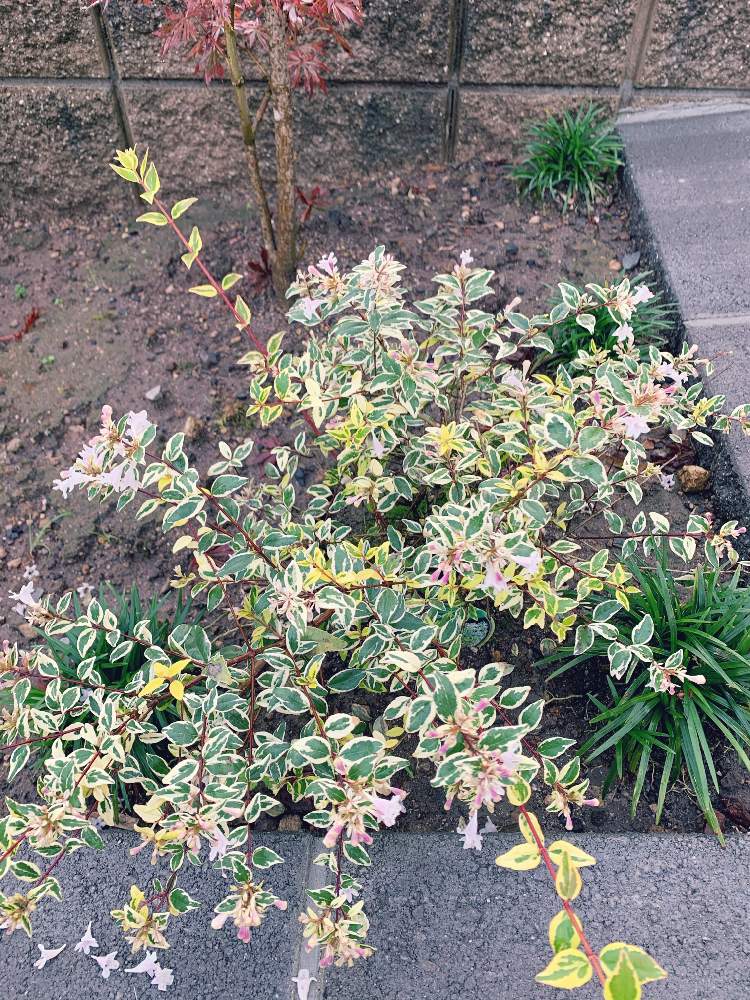 アベリア ホープレイズ の投稿画像 By よっしーさん 月7月17日 Greensnap グリーンスナップ