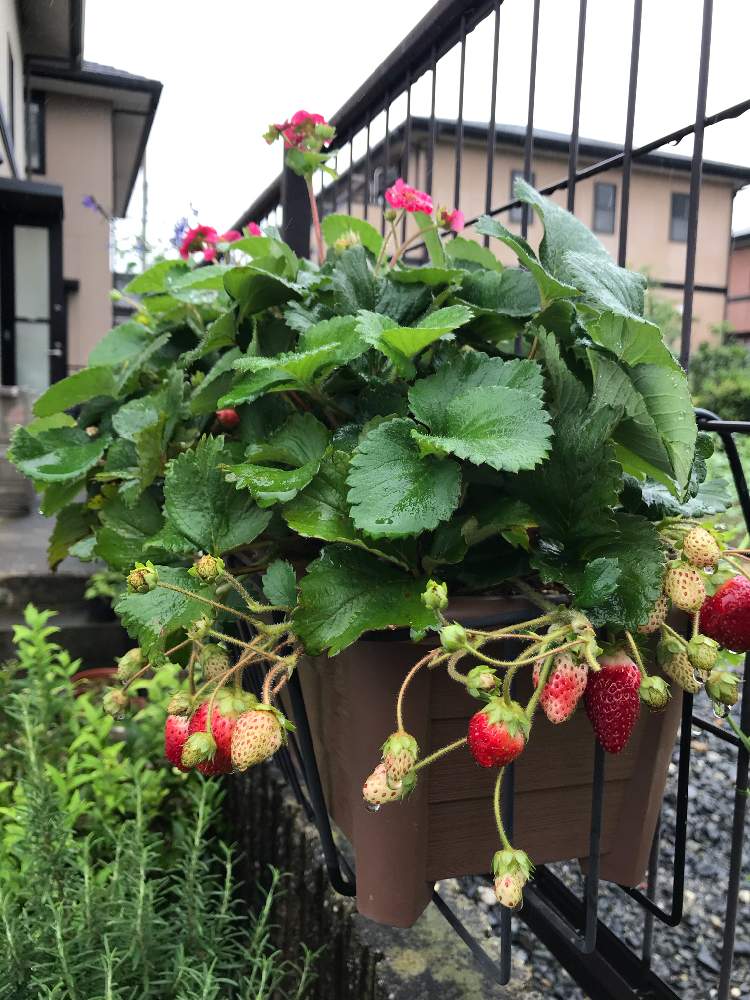 ローズマリーの投稿画像 By 勿忘草さん サントリー本気野菜 イチゴとフェンスと甘い果物と小さな赤い花とおうち園芸とお花とお友達と可愛いお花 と駐車場の鉢植えコーナーと甘い果物と小さな赤い花とおうち園芸とお花とお友達と可愛いお花 と駐車場の鉢植えコーナー