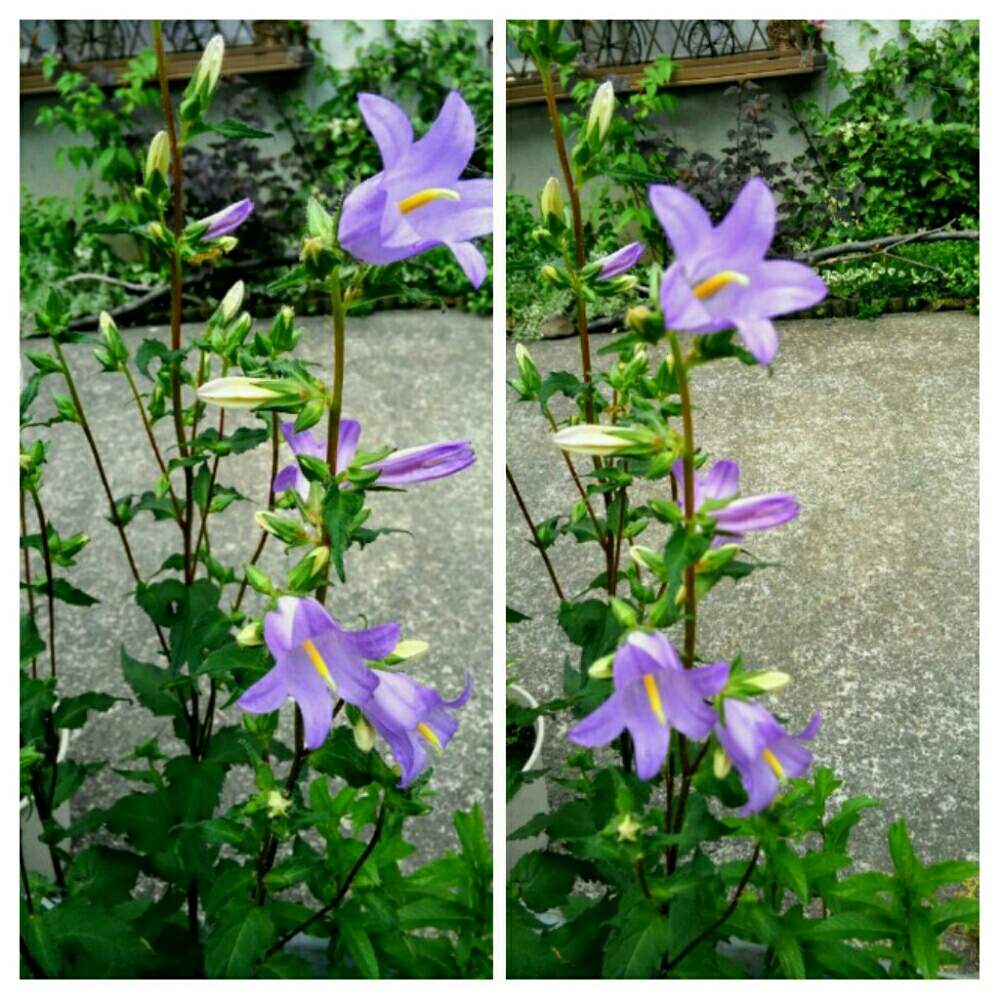 カンパニュラ トラケリウムの投稿画像 By Fさよfさん 青い花とコロナおしりペンペン ὢ とカンパニュラ 髭桔梗と小さな庭と青い花とコロナおしりペンペン ὢ とカンパニュラ 髭桔梗 月7月17日 Greensnap グリーンスナップ Greensnap