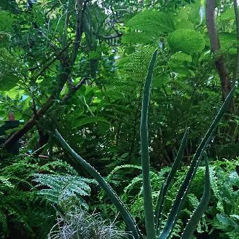 bota's Dudleyaの画像 by botanicallifeさん | バルコニー/ベランダとディッキア コリスタミネアとアロエ バーベラエとアロエ・バイネシーとアロエ バイネシー（バーバラエ）とアロエ バイネシーとディッキアとbota's Dudleyaとアロエ属とbota's Aloeとアロエ愛好会と珍奇植物とビザールプランツとプラントハント収穫記録