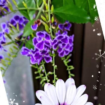 ディモルホセカの画像 by なおちゃんさん | 小さな庭とデュランタとディモルホセカとおうち園芸と初夏に涼しげとガーデニングと花のある暮らしとかわいい
