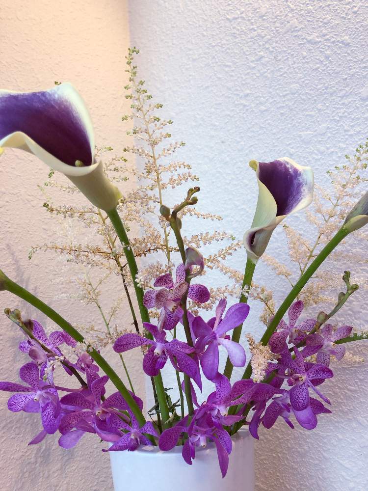 カラーの投稿画像 By すみれさん モカラとアスチルベと一輪の魅力とお花屋さんのお花とモカラ と紫色の花とカラー 切り花 と職場でとアスチルベ と花のある暮らしと心の癒しとなかなかお目にかかれない 月7月18日 Greensnap グリーンスナップ
