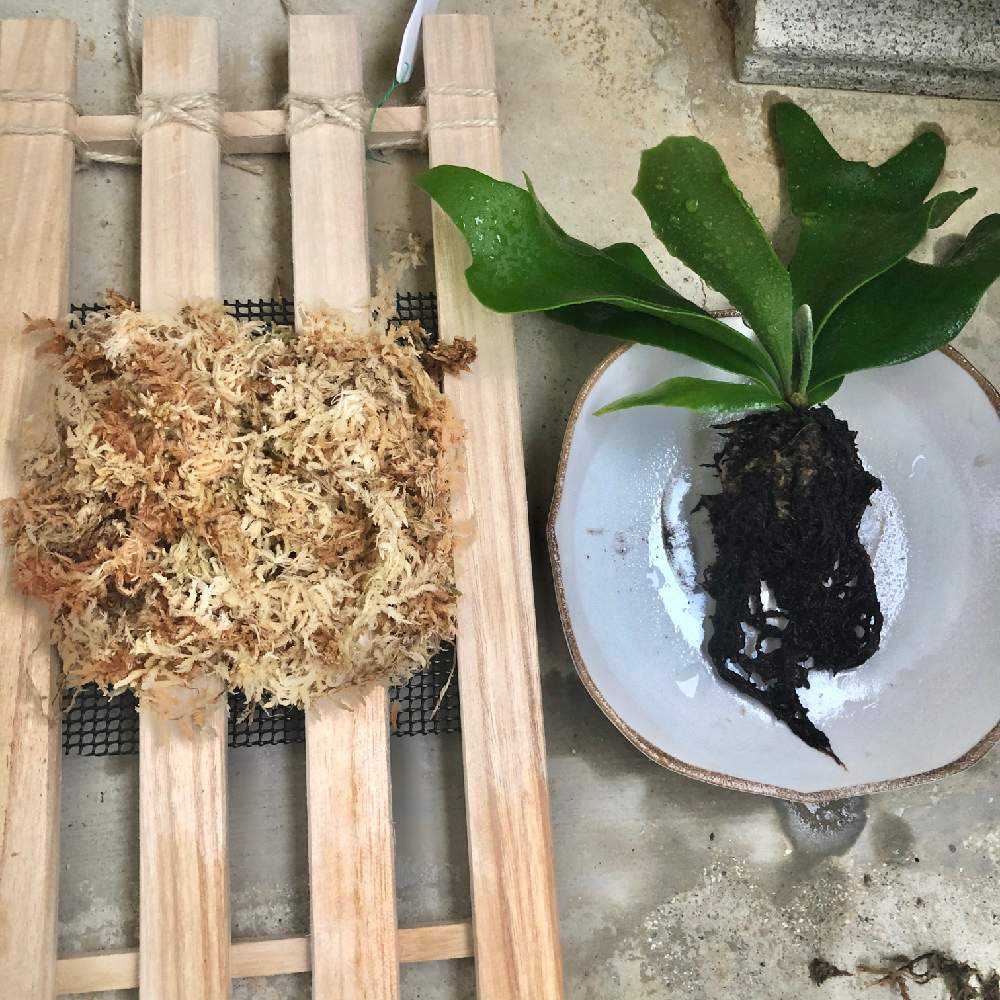 ビカクシダ　P.bifurcatum 　cv.old 　希少株分け品　大株 ビカクシダ P.bifurcatum cv.old 希少株 大株