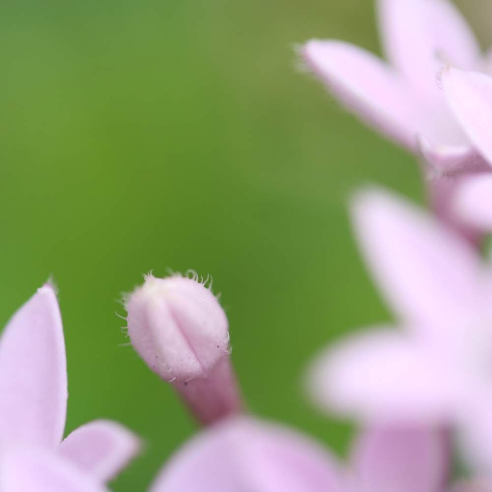 ペンタスの投稿画像 By リッキーさん 一眼レフとcanon 月7月18日 Greensnap グリーンスナップ