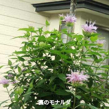 モナルダ薄紫の投稿画像一覧 Greensnap グリーンスナップ
