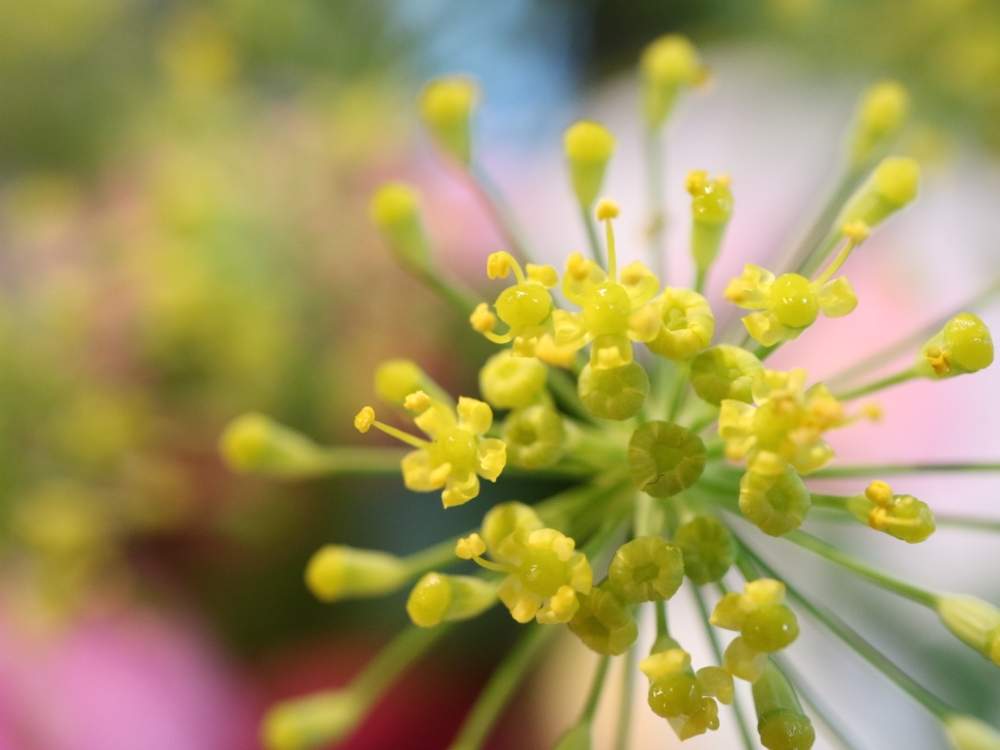 フェンネルの投稿画像 By ミルキーさん マクロ撮影と花のある暮らしと長雨に負けず 月7月18日 Greensnap グリーンスナップ