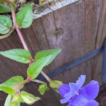 フリューブルーの画像 by nao70＊さん | トレニア カタリーナ ブルーリバーとブルーの花と涼やかとキレイとフリューブルー