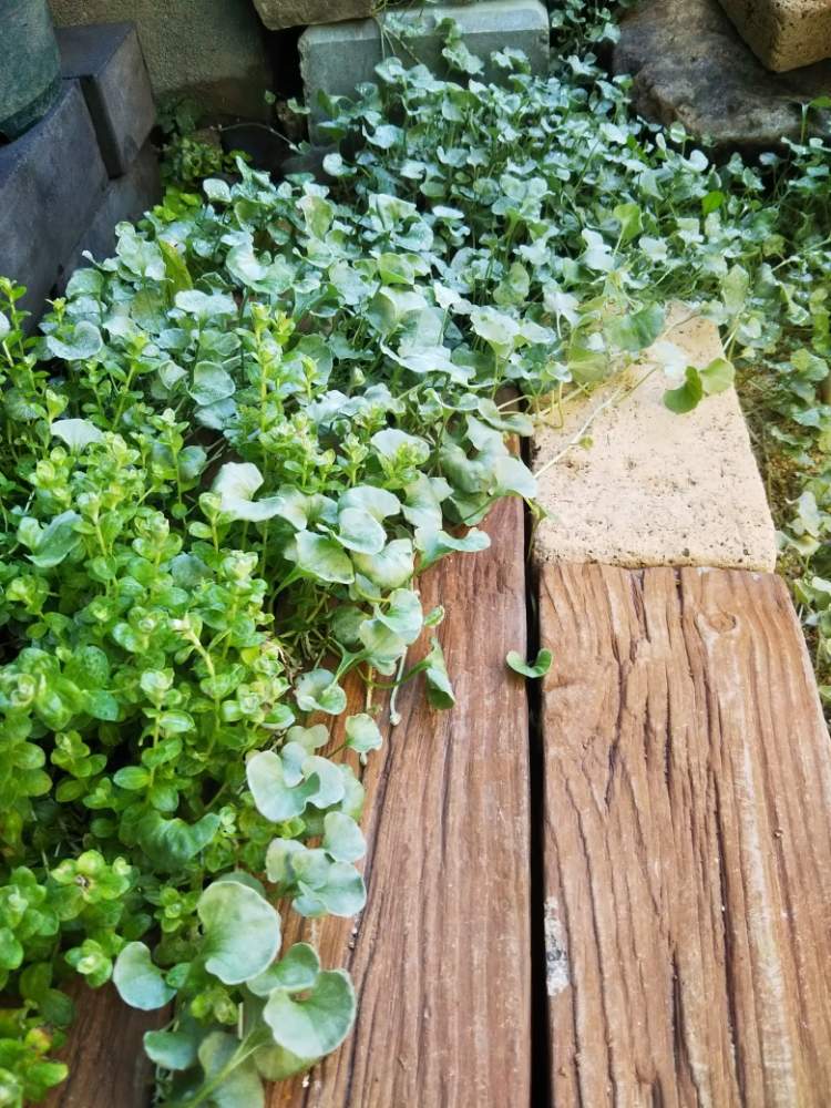 ダイコンドラ シルバーフォールズ の投稿画像 By 侍うーまんさん ヘリクリサム ライムグリーンと小さな庭とグランドカバーとグランドカバー 月7月18日 Greensnap グリーンスナップ Greensnap グリーンスナップ