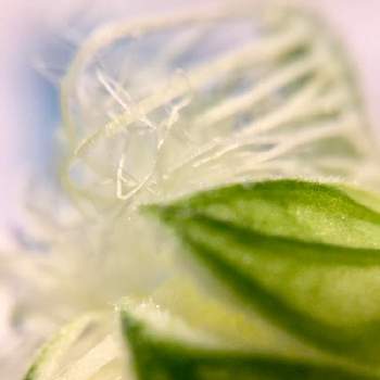 iPhone+100均マクロの画像 by ronさん | Trichosanthes cucumeroidesカラスウリとカラスウリの白い花とiPhone+100均マクロと珍奇植物2020