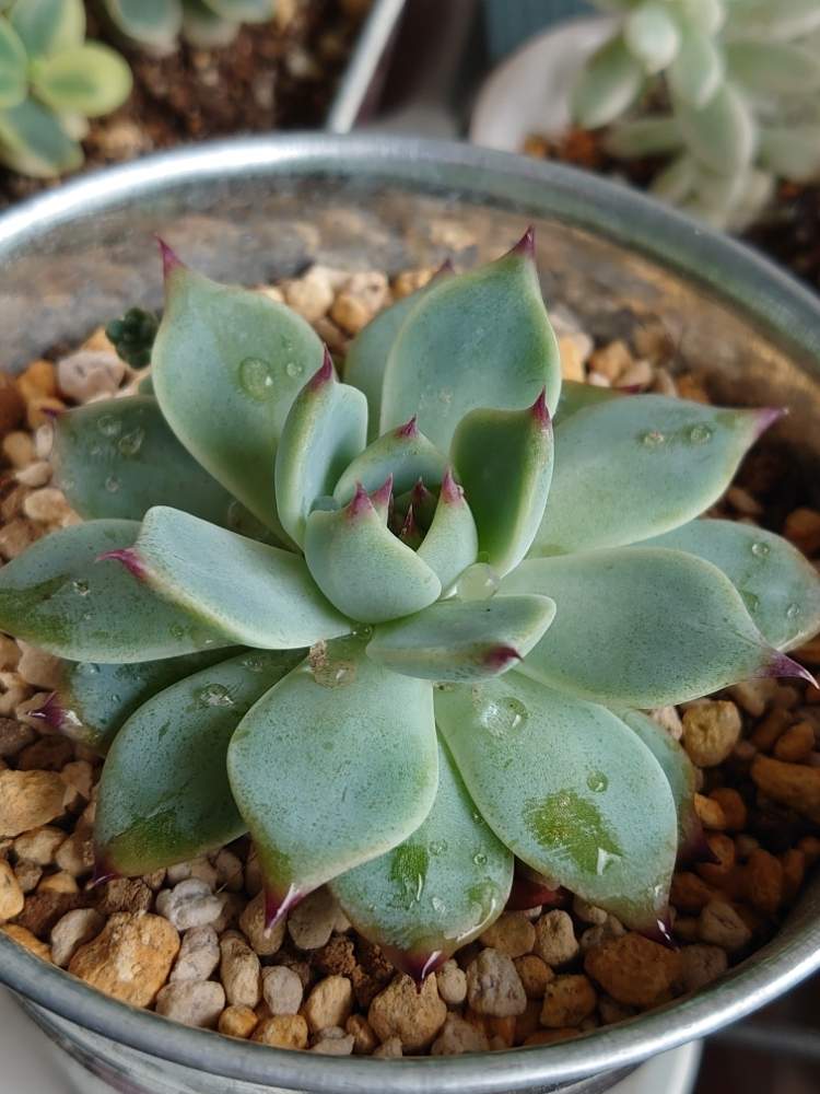 桃太郎の投稿画像 By しいさん ももたろさんと多肉のある暮らしと多肉女子と花のある暮らしとスマホで撮影と多肉初心者 月7月18日 Greensnap グリーンスナップ