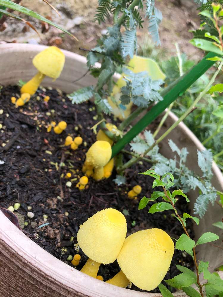 Gs永ちゃん部の投稿画像 By あかねこさん 幸せの黄色いキノコ と黄色いきのこときのことコガネキヌカラカサタケ と黄金絹唐傘茸 とgs永ちゃん部と幸せの黄色いキノコ と黄色いきのこときのことコガネキヌカラカサタケ と黄金絹唐傘茸 月7月18日