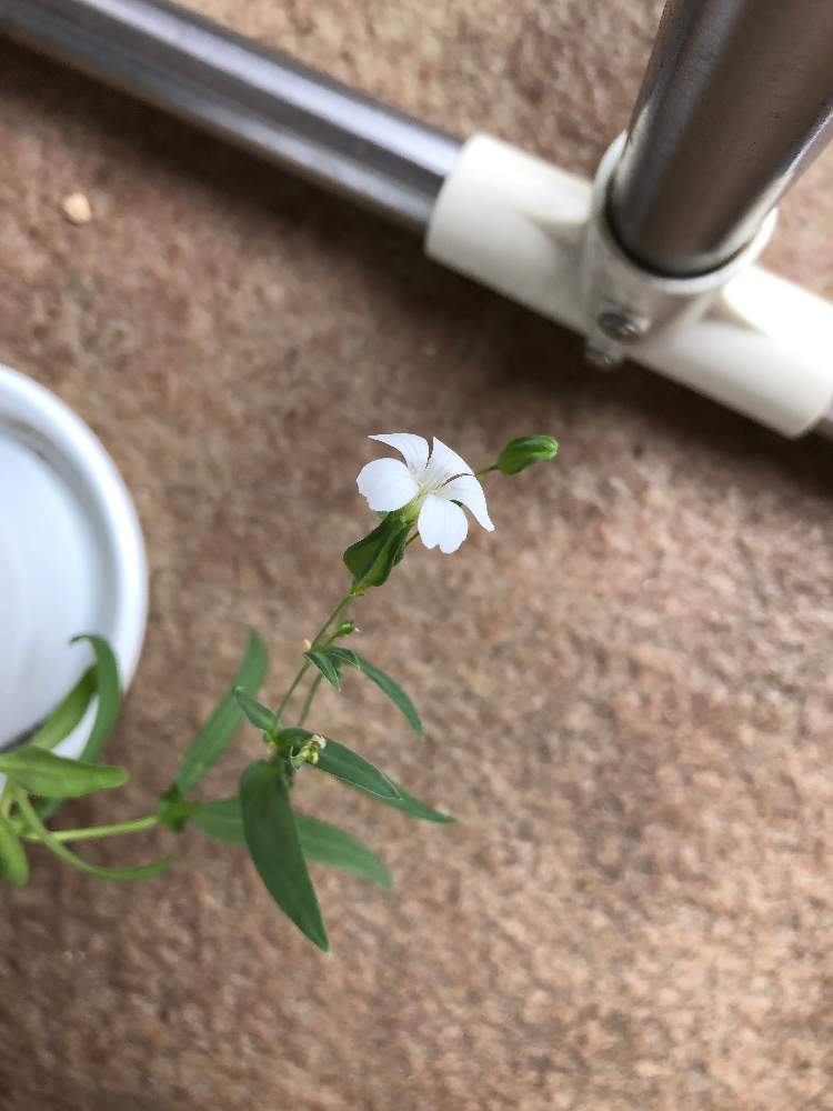 ドラさんの投稿画像 月7月18日 Greensnap グリーンスナップ