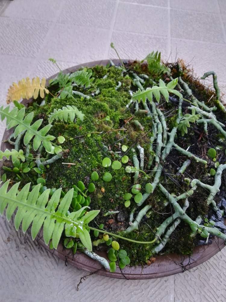 マメヅタの投稿画像 By ハイジさん アオネカズラと観葉植物と山野草とウラボシ科と普及シダを愛でる会とおうち園芸とシダ類 とシダ愛好会とチーム愛知 月7月18日 Greensnap グリーンスナップ