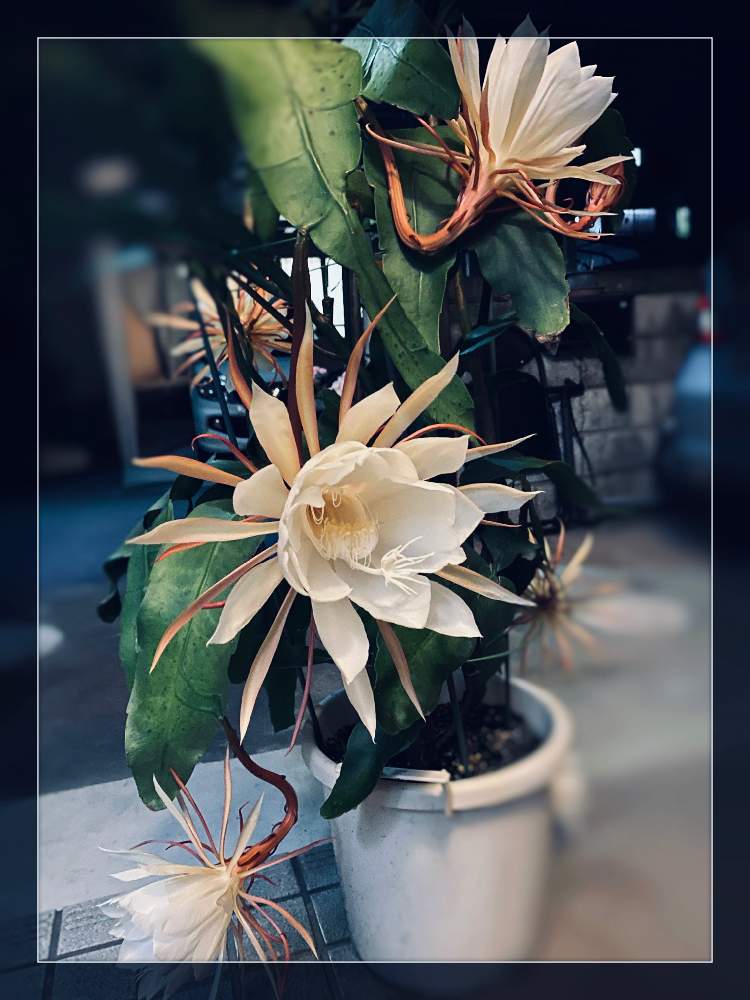 月下美人の花の投稿画像 By ミーシャさん 月7月18日 Greensnap グリーンスナップ