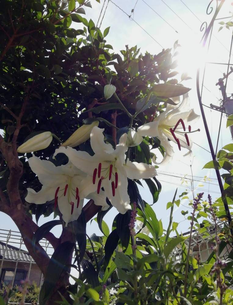 カサブランカの投稿画像 By Blue Mooon さん 花のある暮らしと素敵と植えっぱなし球根とおうち園芸 月7月18日 Greensnap グリーンスナップ