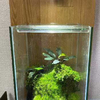 キューバパールグラスの投稿画像一覧 Greensnap グリーンスナップ