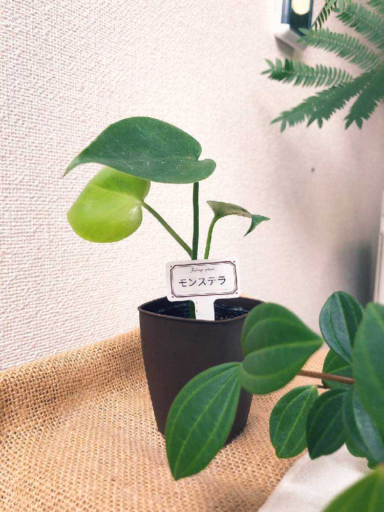 モンステラ成長記録 Greensnap グリーンスナップ
