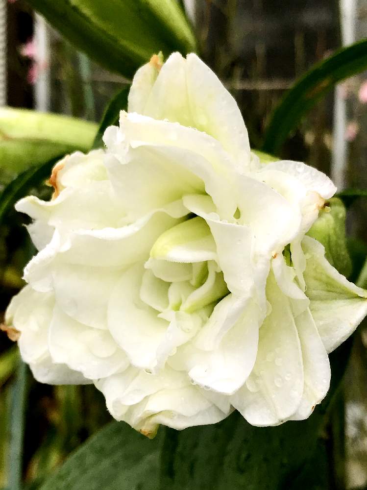 八重の百合の花の投稿画像 By ウズさん 小さな庭と八重咲きユリと負けないで と新型コロナウィルスに負けるなと百合 の花とおうち園芸と 最前線のあなたへと花のある暮らしと八重咲きユリと負けないで と新型コロナウィルスに負けるなと百合の花とおうち園芸と 最前線の 八重の百合の花の投稿画像 By ウズさん 小さな庭と八重咲きユリと負けないで と新型コロナウィルスに負けるなと百合 の花とおうち園芸と 最前線のあなたへと花のある暮らしと八重咲きユリと負けないで と新型コロナウィルスに負けるなと百合の花とおうち園芸と 最前線の