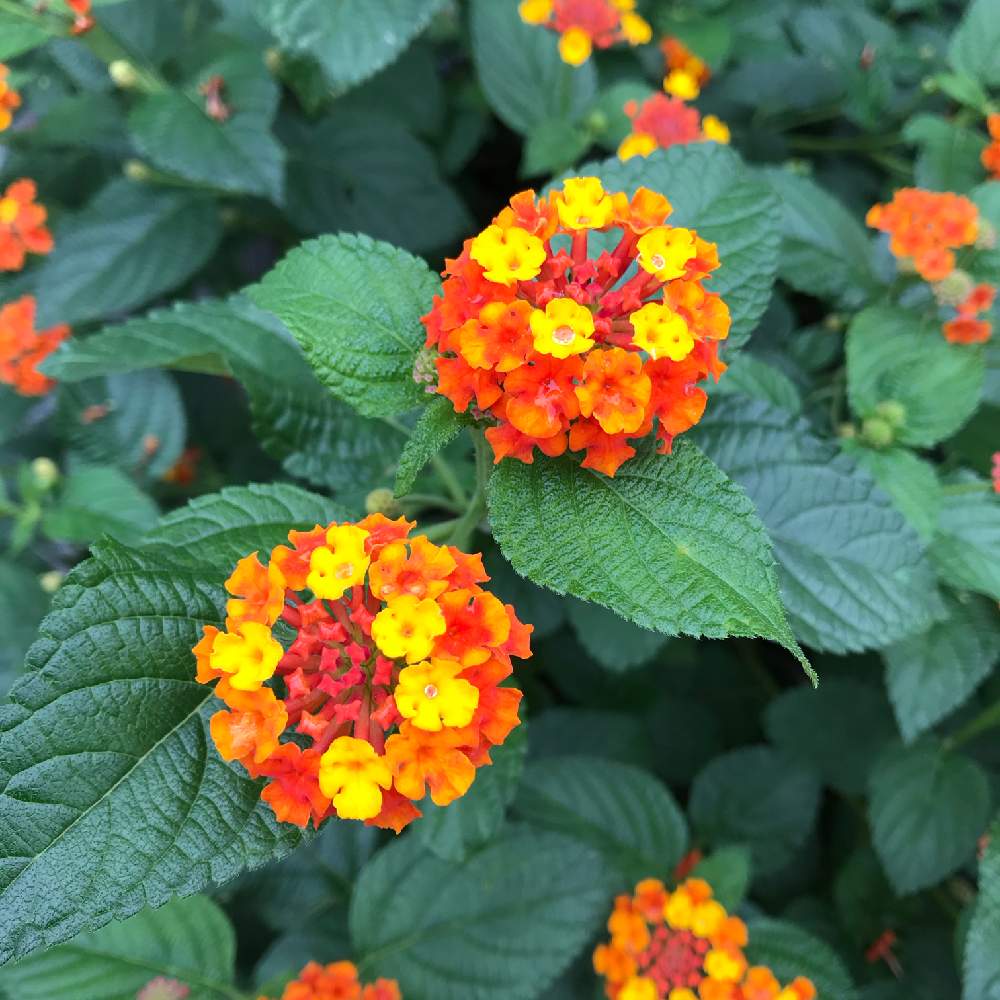 ランタナの投稿画像 By さとしさん 月7月18日 Greensnap グリーンスナップ