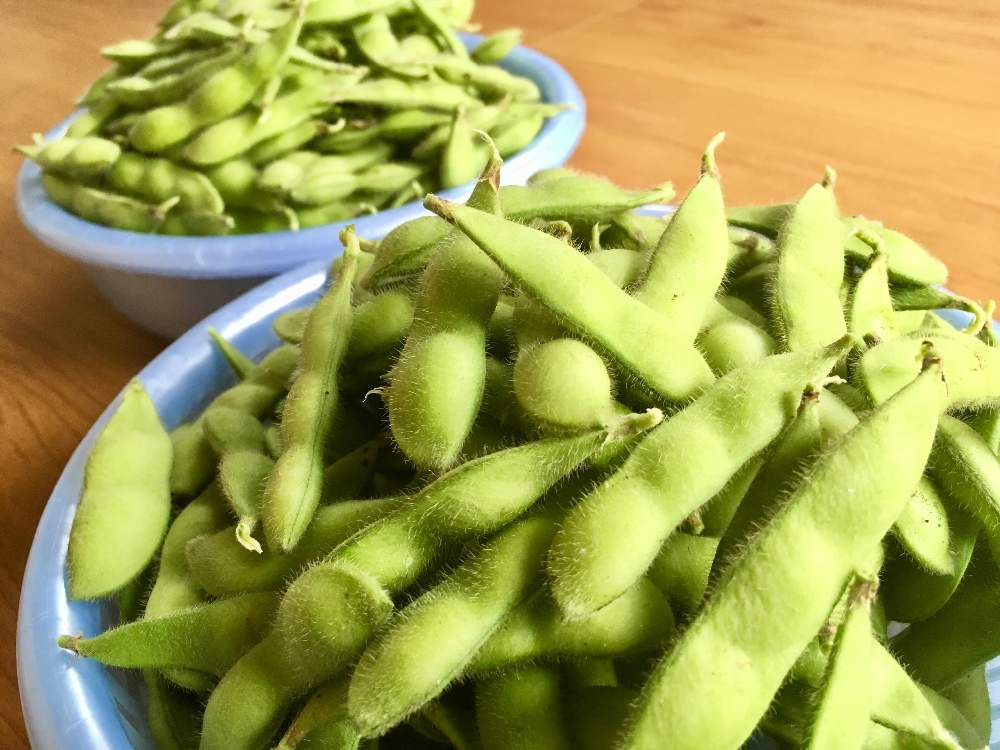 枝豆の投稿画像 By Ihanaさん 湯上がり娘と枝豆 湯あがり娘と家庭菜園とおうちde菜園とおうち園芸と収穫と家庭菜園奮闘日記と地植えと本日の収穫と夏野菜収穫物 月7月18日 Greensnap グリーンスナップ